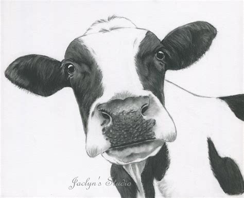 cute realistic cow drawing